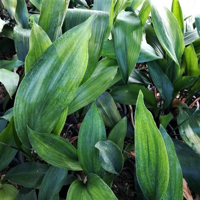 Aspidistra elatior